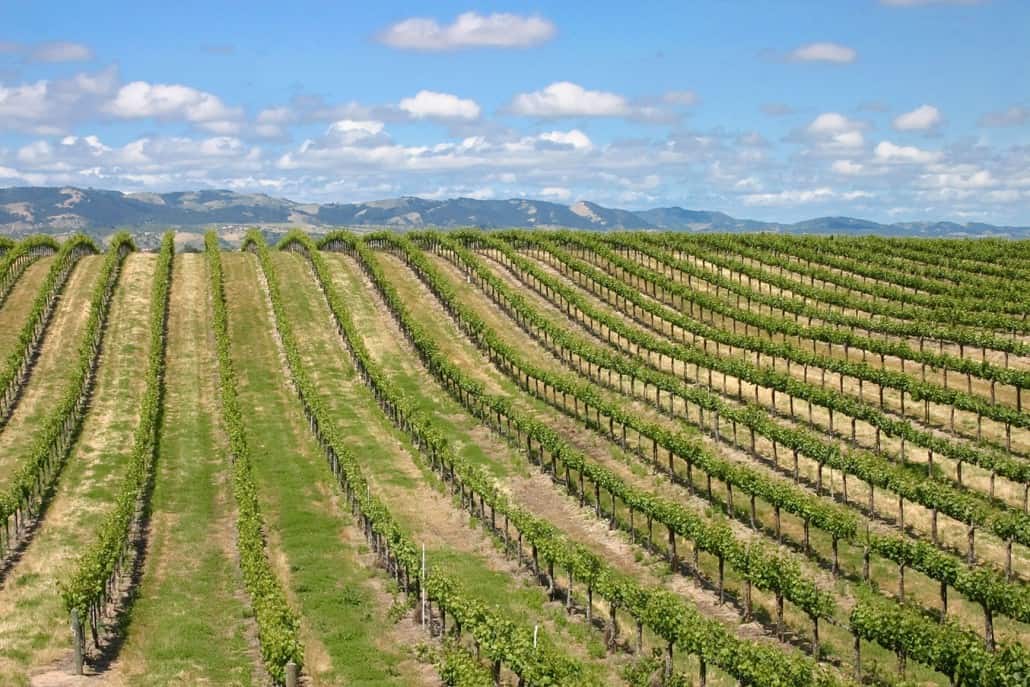 California Wineries | Plan Your California Wine Adventure With Us