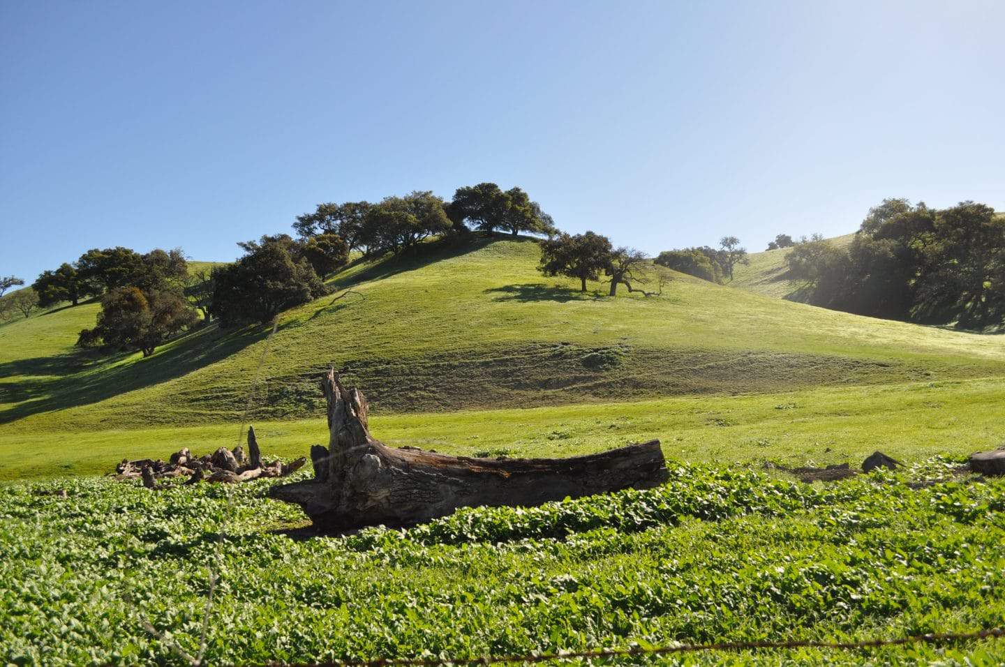 beautiful california wine country