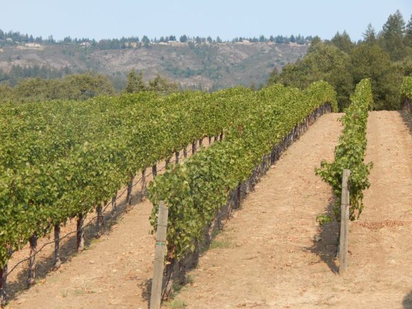 The Top 10 Wineries for Napa Insiders - California Winery Advisor