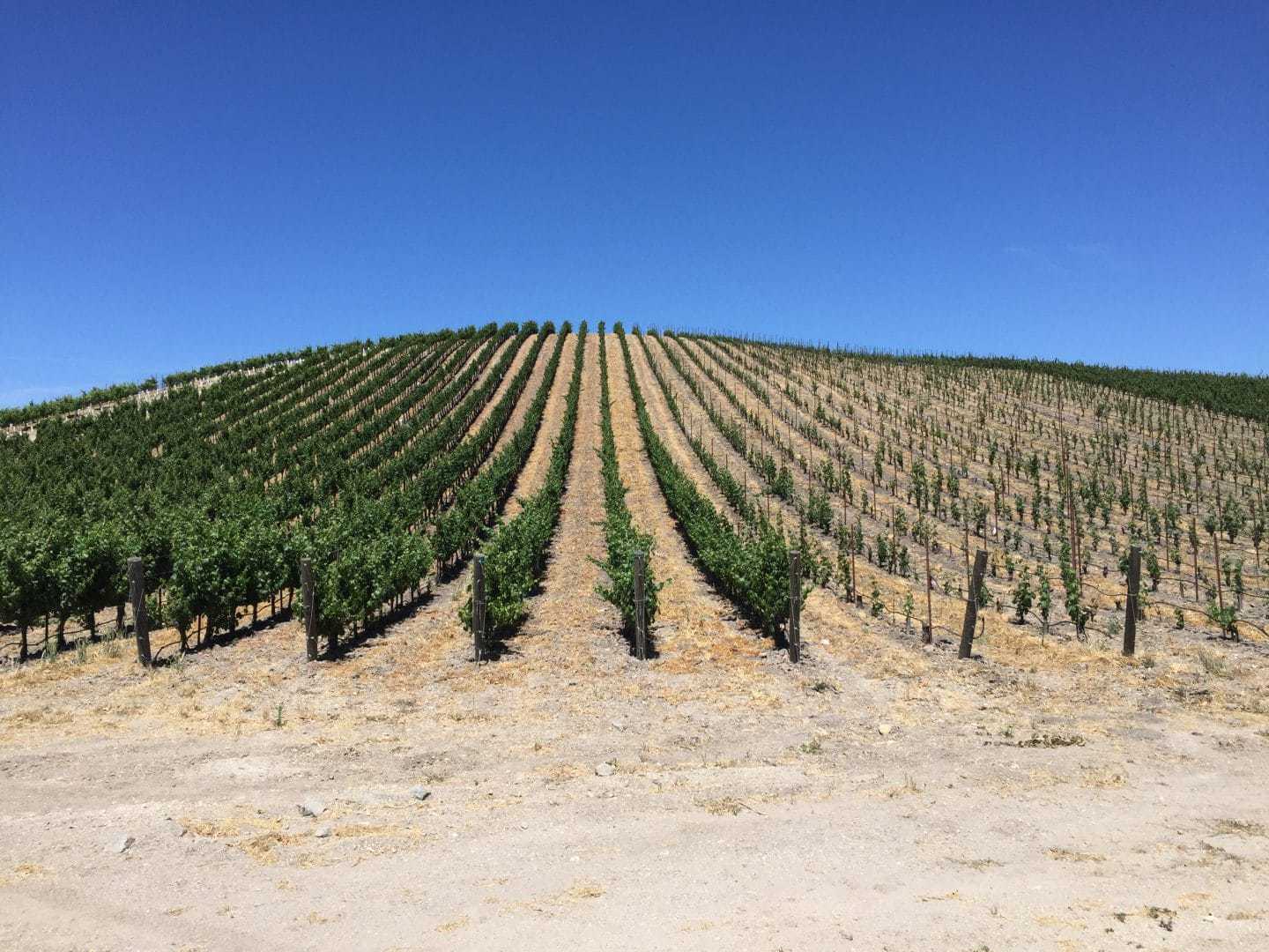 California vineyard winery paso robles