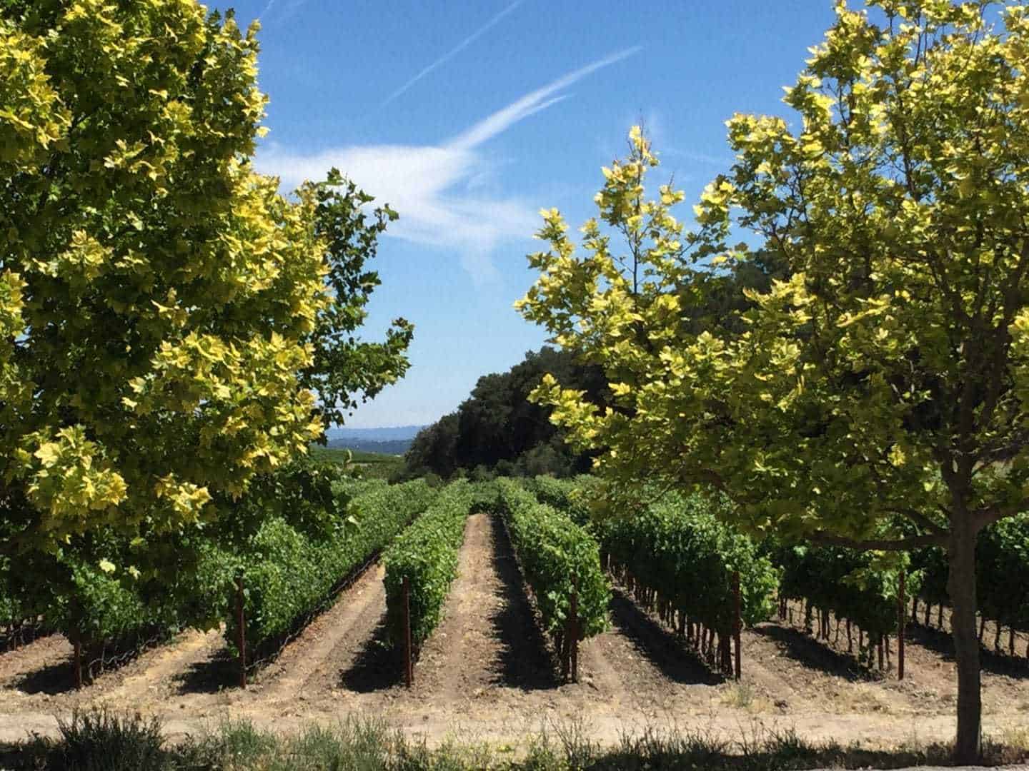 Beautiful winery Paso Robles California