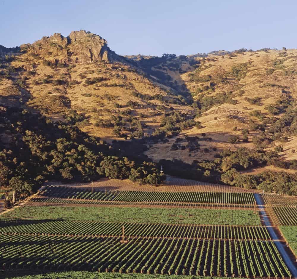 nice vineyard rows california winery