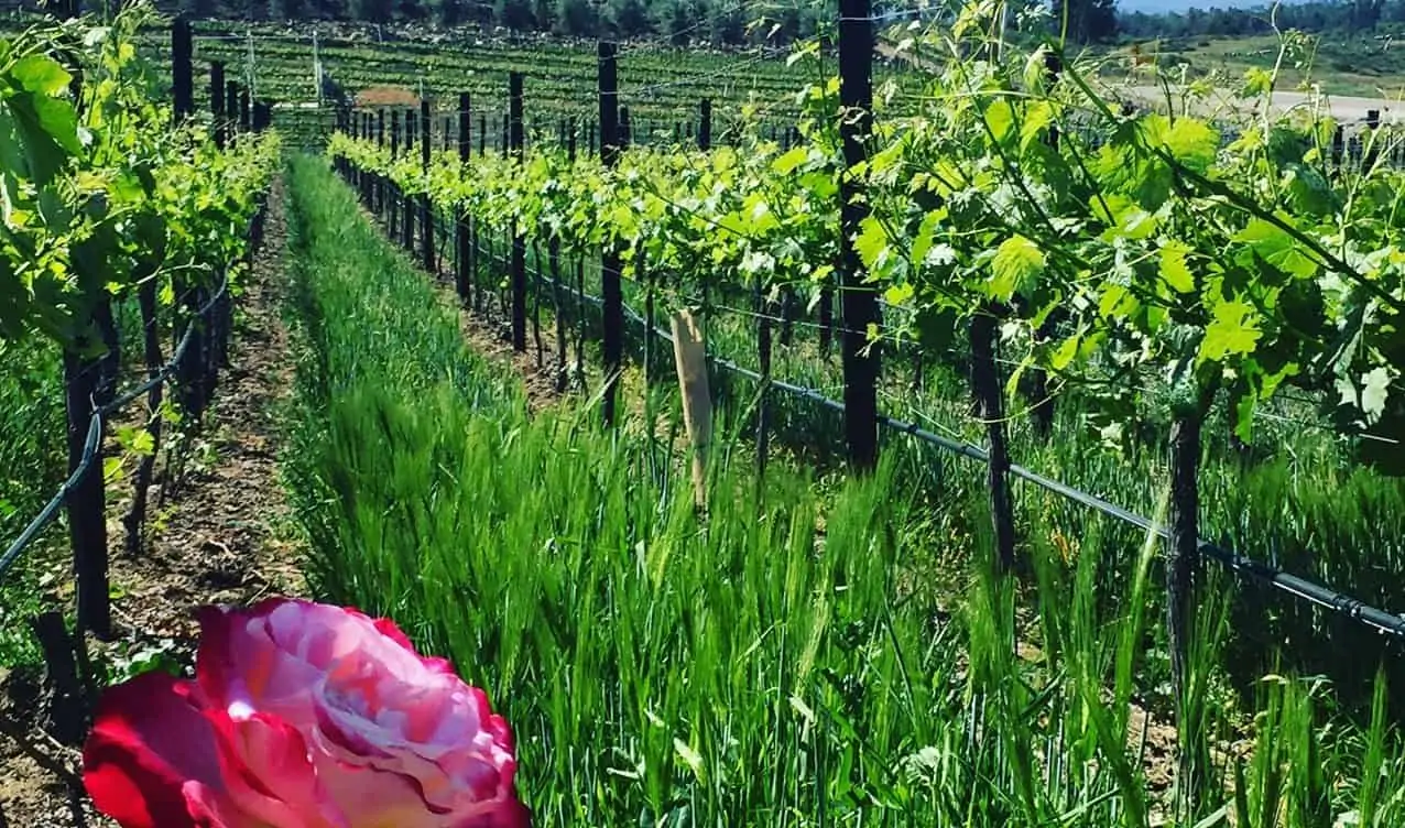 Doffo winery vineyard roses