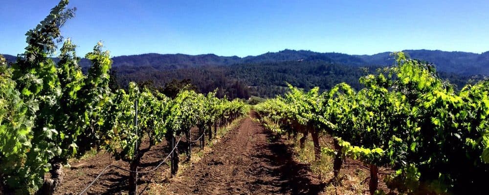 corison winery vineyards