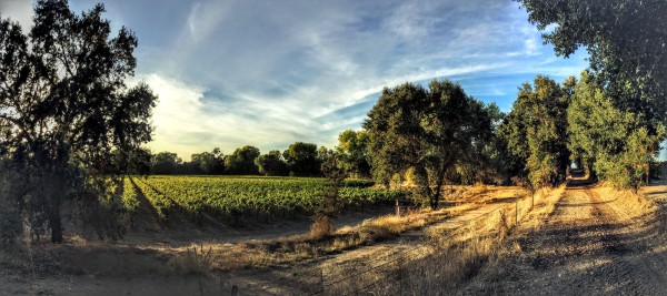 Heritage oak winery vineyard