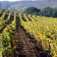 vineyard tours sonoma county
