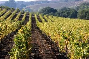 napa wine tours and tastings