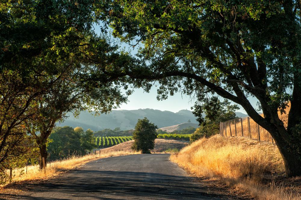 California Wine Country road