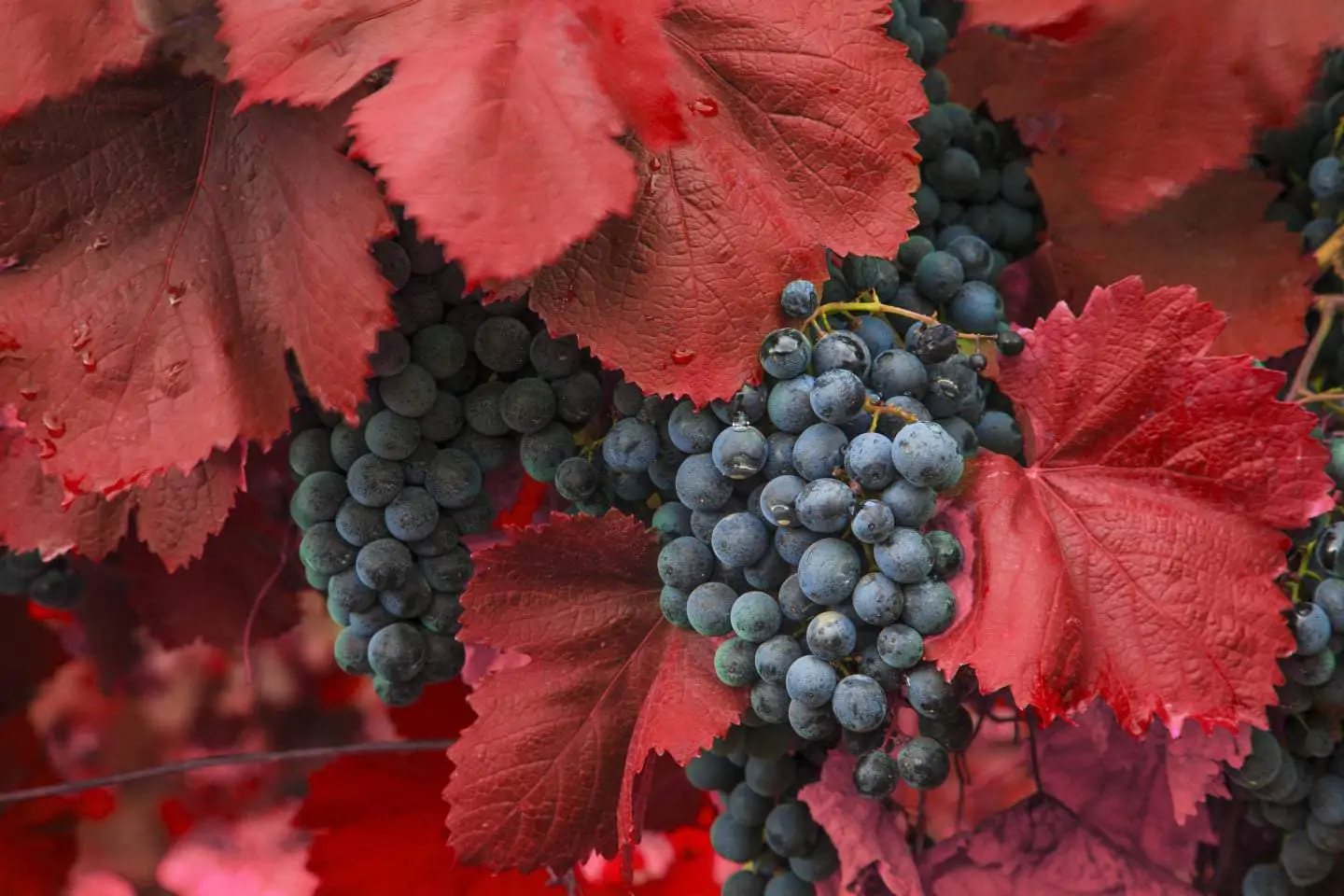 California Wine grapes