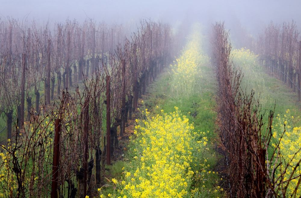 Napa Valley Vineyards Mustard plants