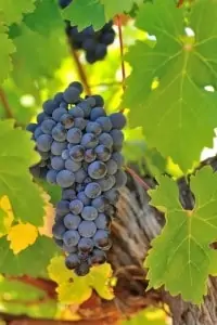 Wine Grapes Cabernet Sauvignon