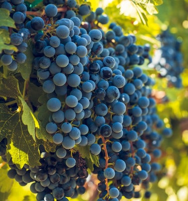 Wine Grapes Pinot Noir