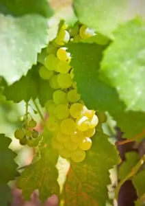 Wine Grapes Sauvignon Blanc