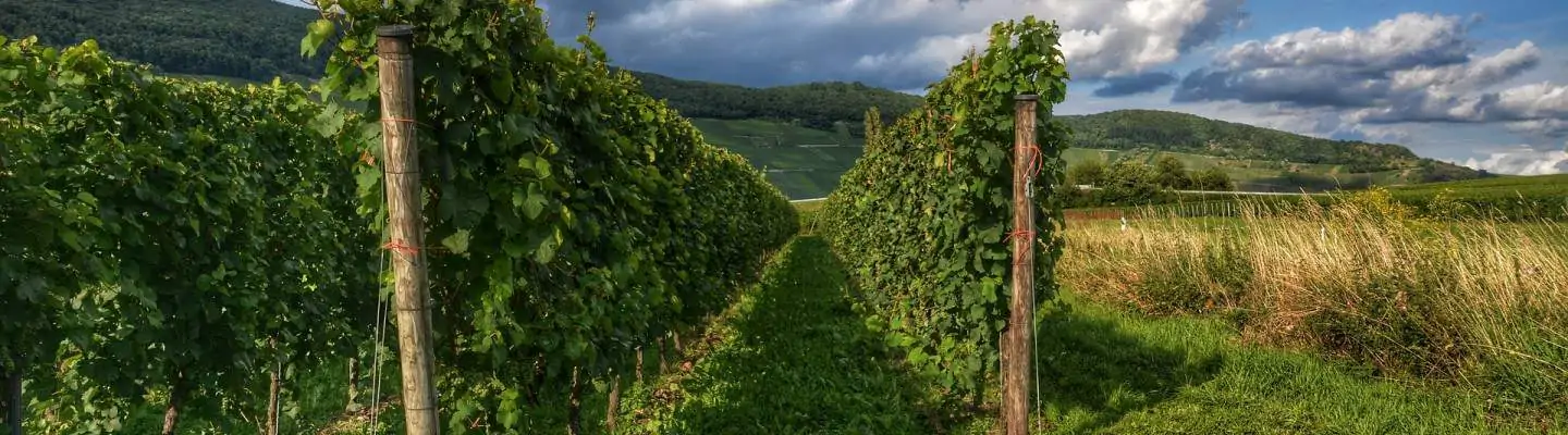 Sideways Vines Santa Ynez