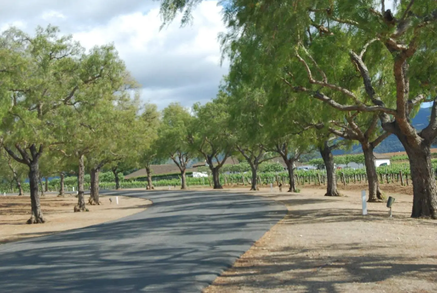 trees leading to santa ynez winery