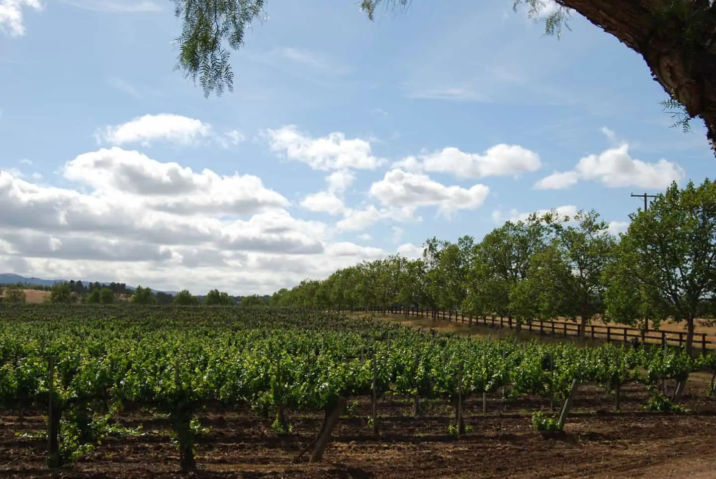 vineyard near santa ynez california winery