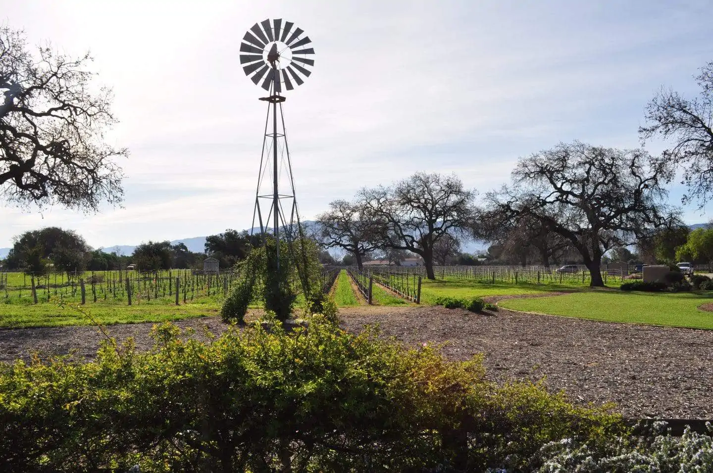 windmill on california vineyard