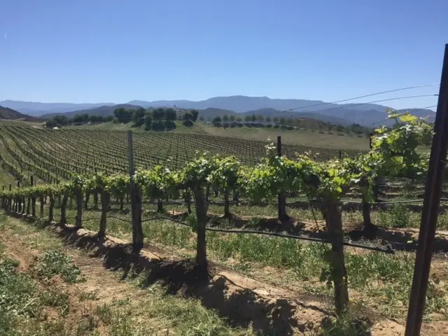 Temecula Vineyards from Leoness Cellars