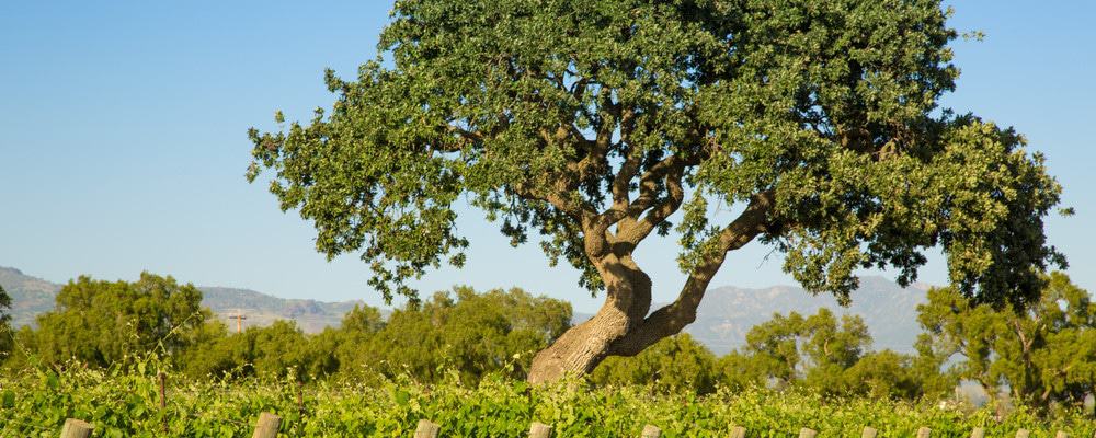 shutterstock_322045766 santa ynez wineries