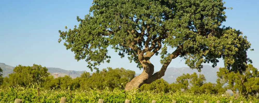 santa ynez wineries