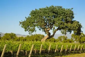 santa ynez wineries