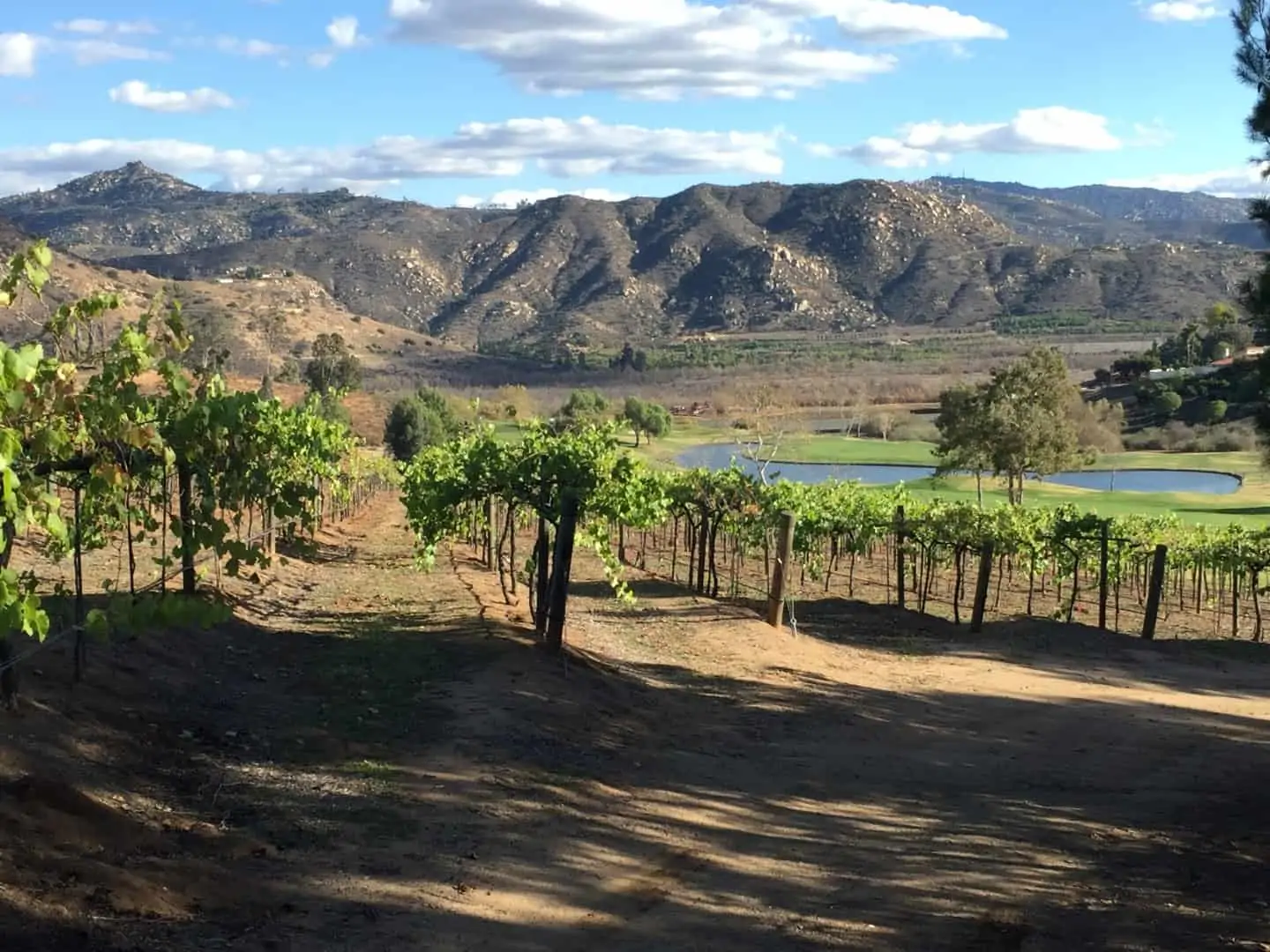 San Diego Wine Country Vineyards