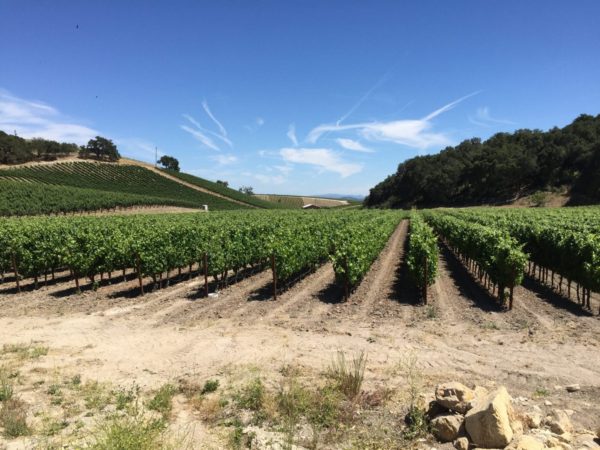 5 Tips For Enjoying California Wine Country | 2020 Travel Guide