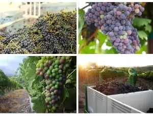 Wine grapes garagiste