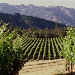 The 10 Best Napa Valley Wineries To Visit