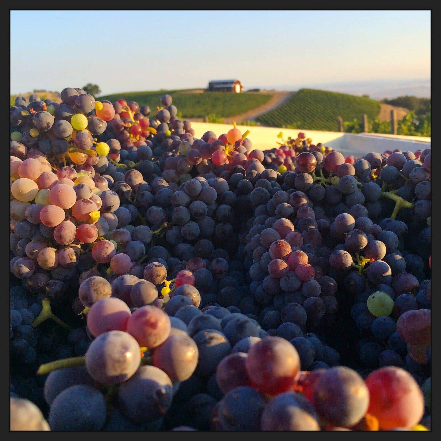 alta colina winery grapes