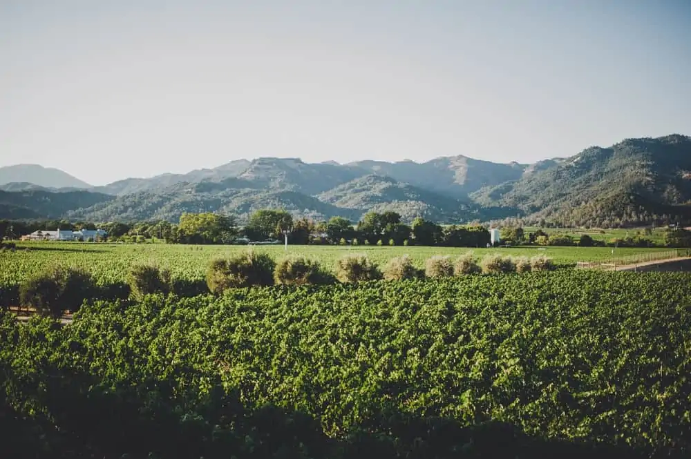 Madrigal Vineyard in Napa