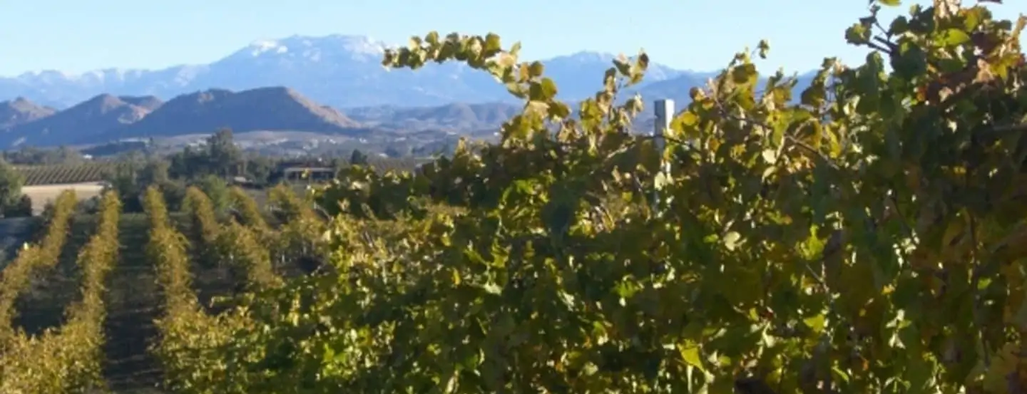mount palomar winery temecula