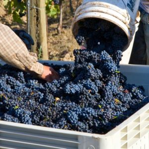 grapes from barrel