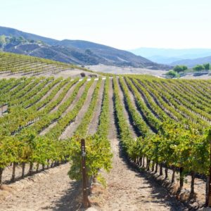temecula vineyards