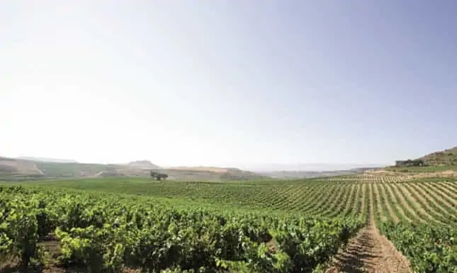 bodegas-faustino-vineyards