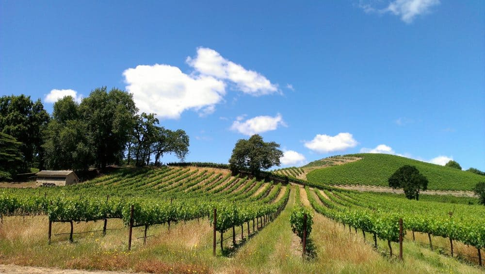 Sonoma wine country