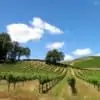 Sonoma wine country