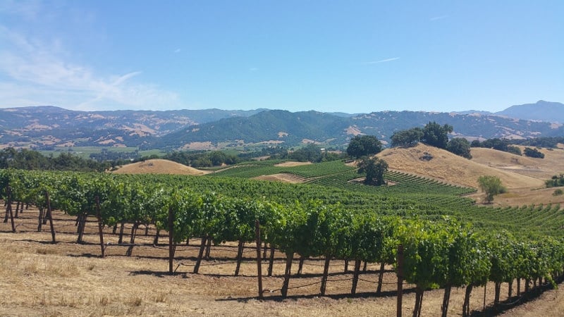 Jordan Winery Vineyard Sonoma