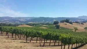 jordan winery vineyard