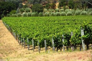 dutch henry vineyard
