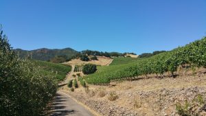kamen winery vineyards
