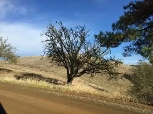 justin winery oak tree