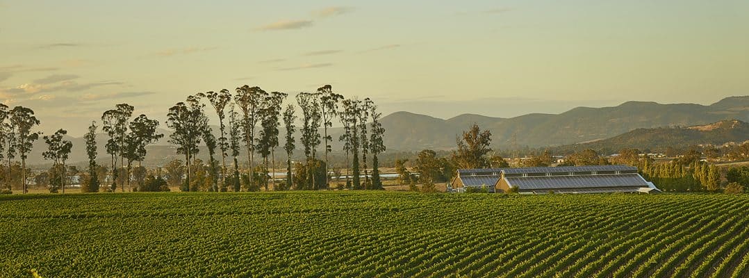 starmont winery vista