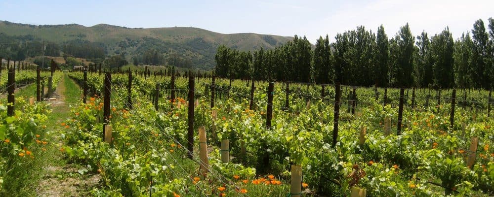 Melville winery vineyards