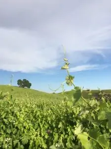 alta colina winery vineyard