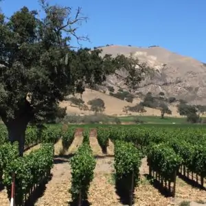 wine tasting tour los angeles