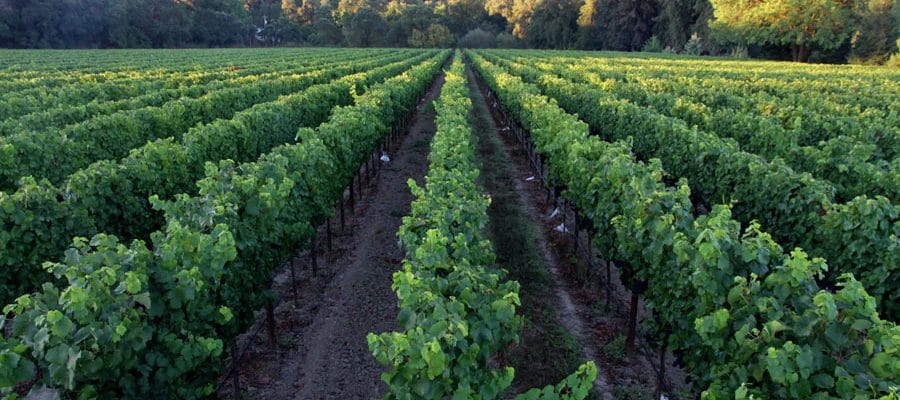 woodenhead winery vineyard