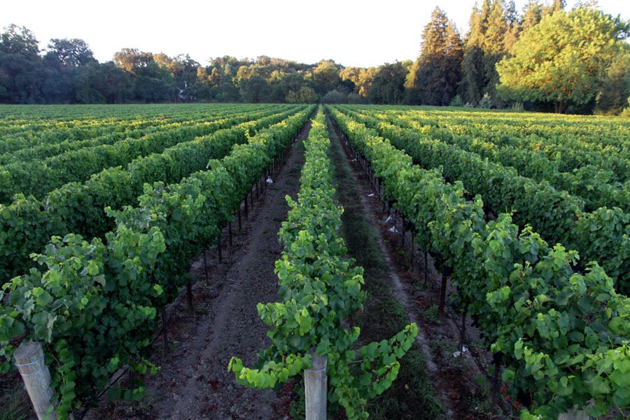 woodenhead winery vineyard