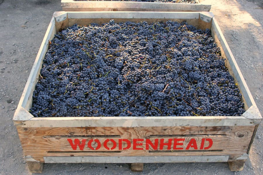 woodenhead winery grapes