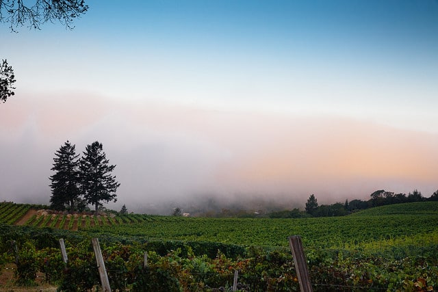 hanzell sonoma vineyards fog